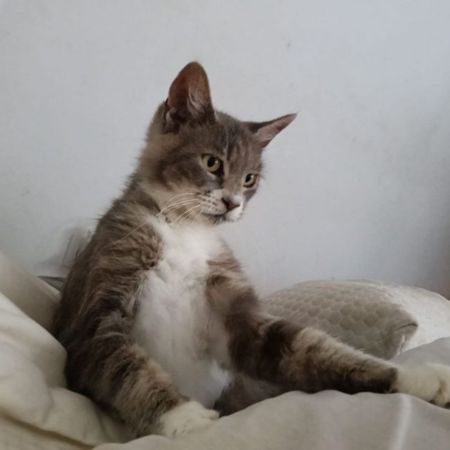 AMELIA - Chat à adopter