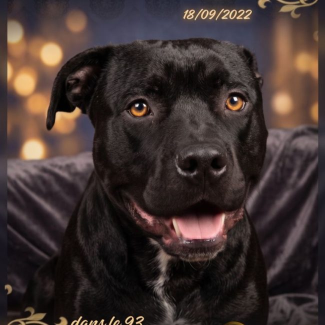 Kaïdo - Chien Cane Corso à adopter