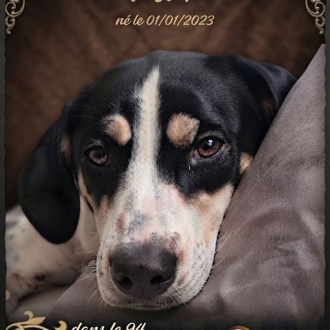 Max - Chien Ariégeois à adopter