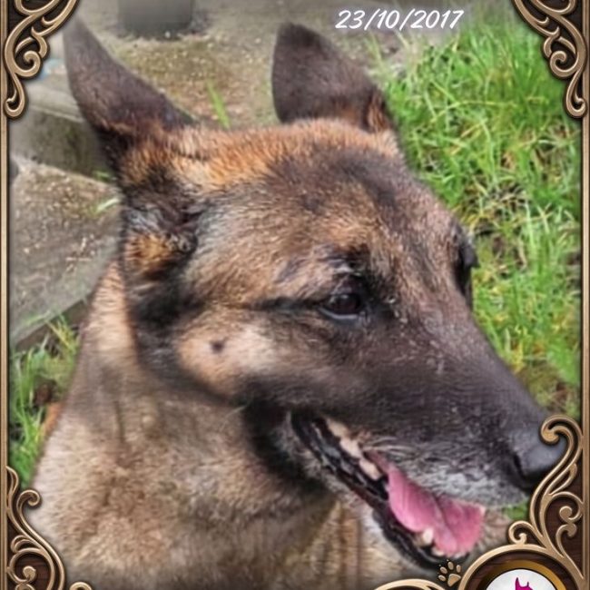 Naya - Chien Berger Belge Malinois à adopter