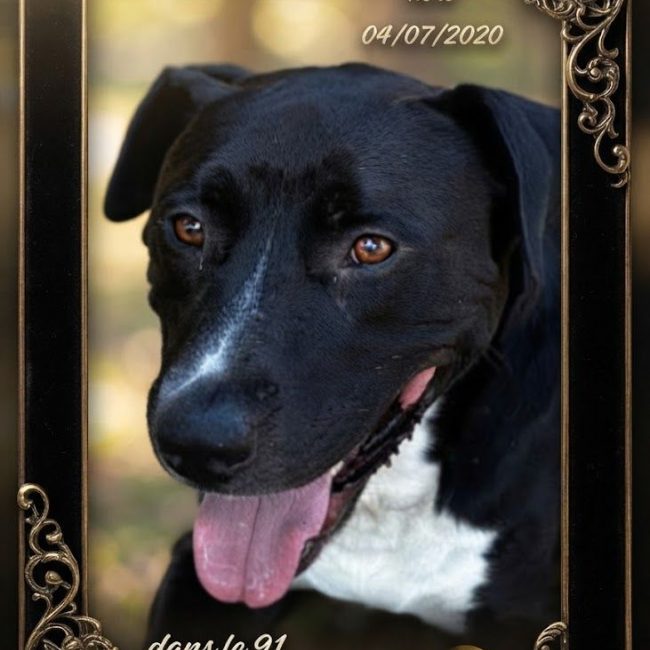 Spike - Chien Labrador-Retriever à adopter