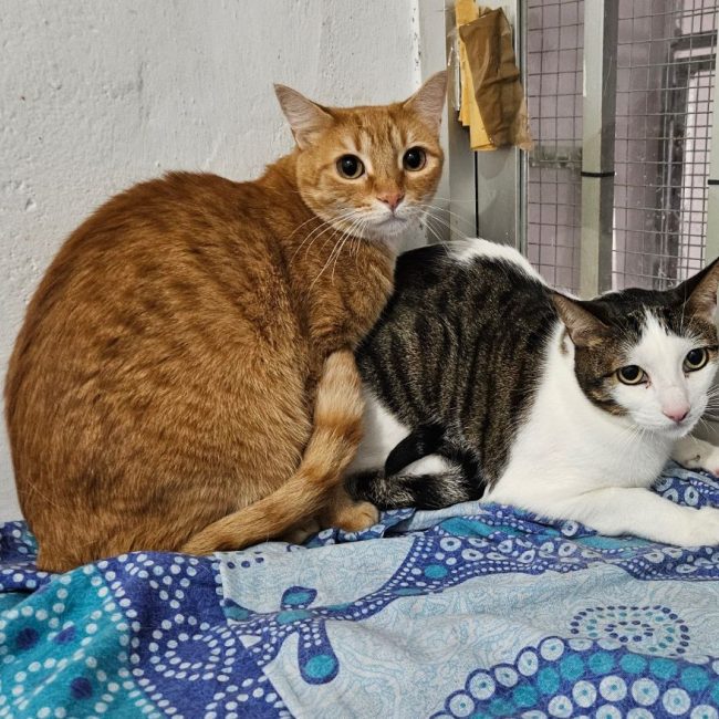 Pipo et Felipe - Chat à adopter
