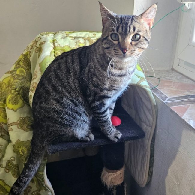 Oreo - Chat à adopter