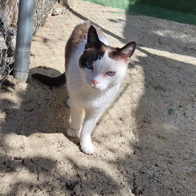 Fendi - Chat à adopter