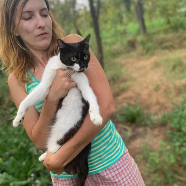 Lima - Chat à adopter