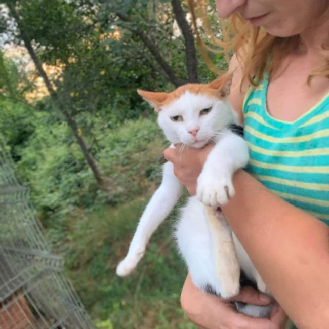 Caramel - Chat à adopter