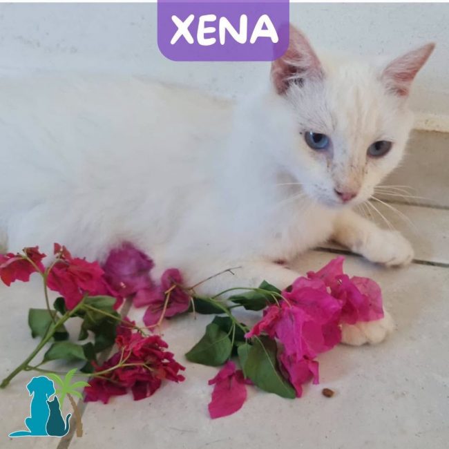 XENA - Chat Européen à adopter