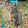 AIME