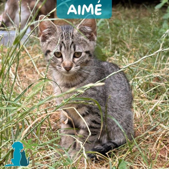 AIME - Chat Européen à adopter