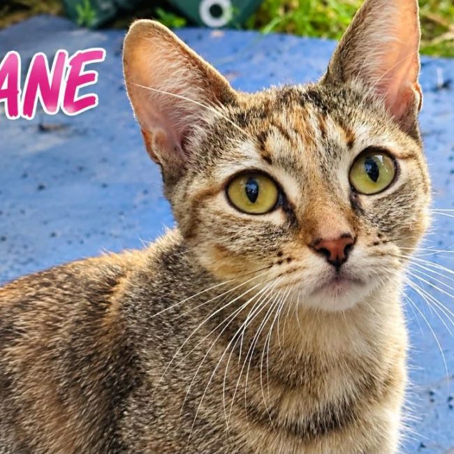 Eliane - Chat à adopter