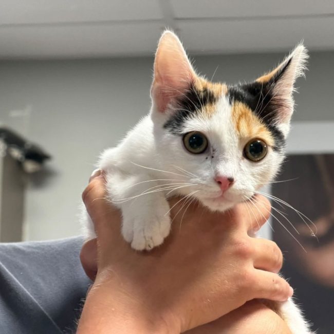 Elektra - Chat Européen à adopter