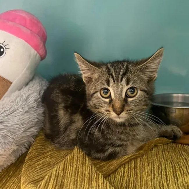 Leon - Chat Européen à adopter