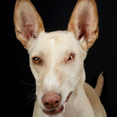 NEFER - Chien à adopter