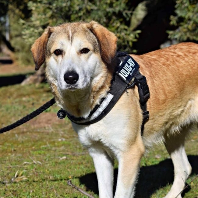 CAMPANILLA - Chien à adopter