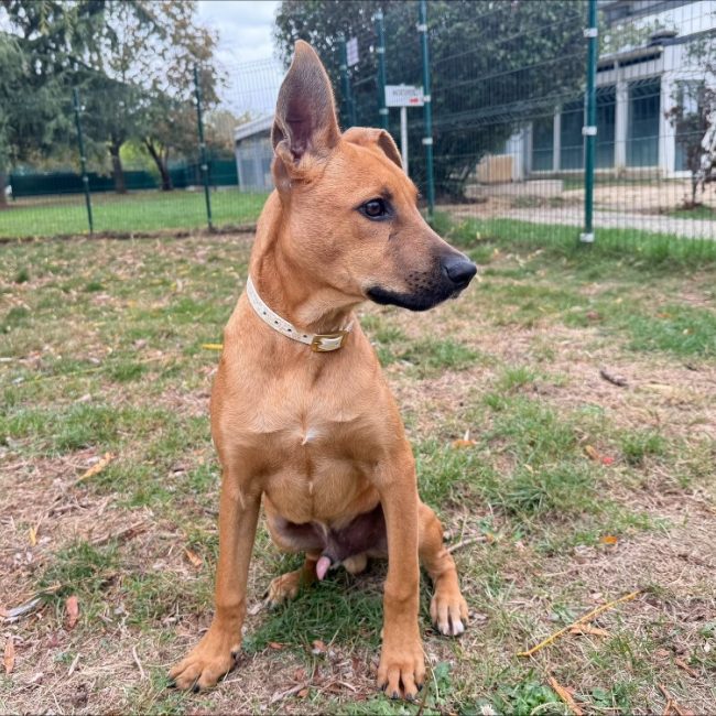 Kimasu - Chien à adopter