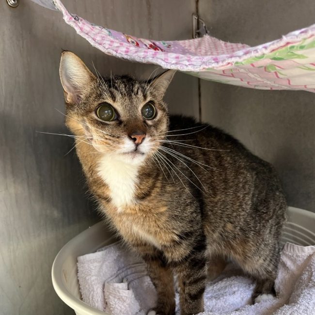 Oumiak - Chat Européen à adopter