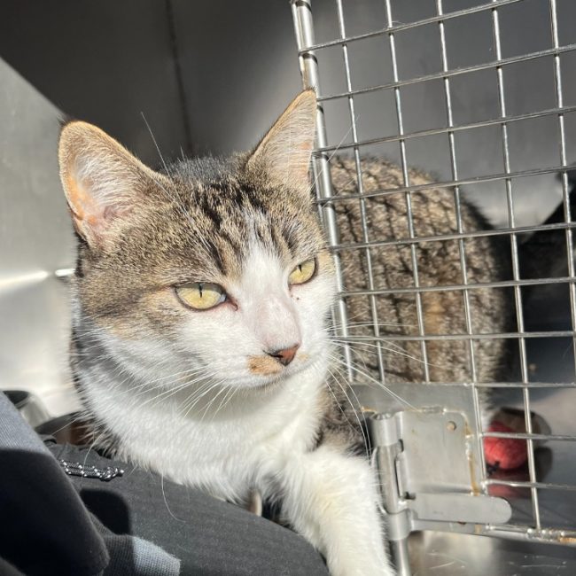 Hubert - Chat Européen à adopter