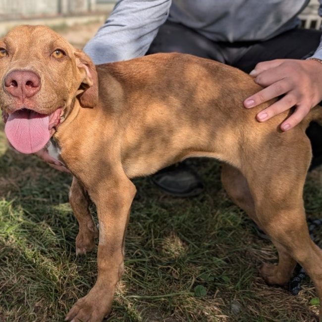 Comete - Chien à adopter
