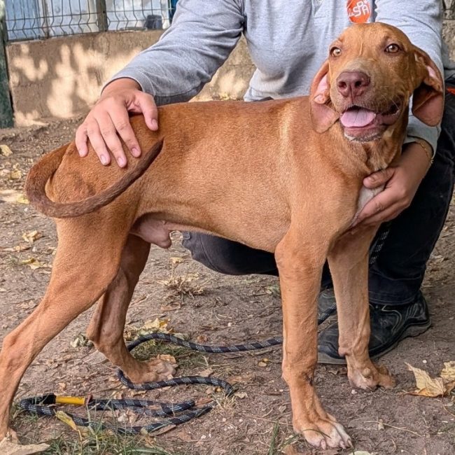 Cassio - Chien à adopter