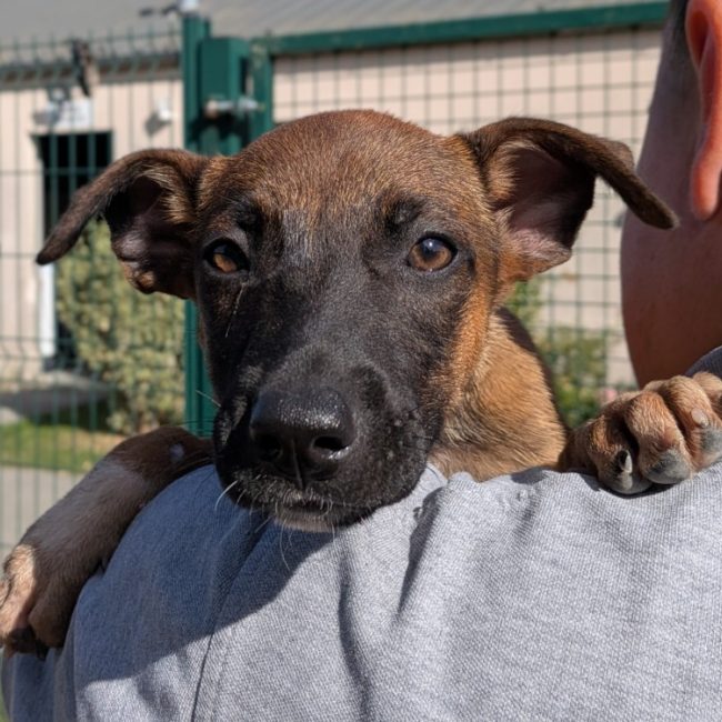 Philadelphie - Chien à adopter