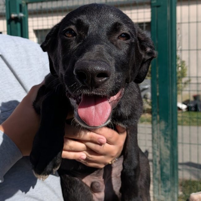 Tok - Chien à adopter