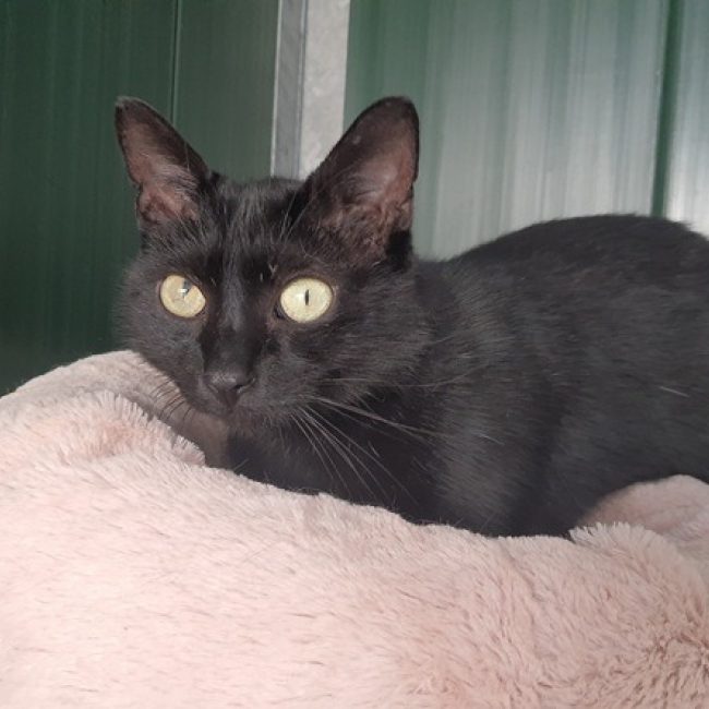 Seoul - Chat Européen à adopter