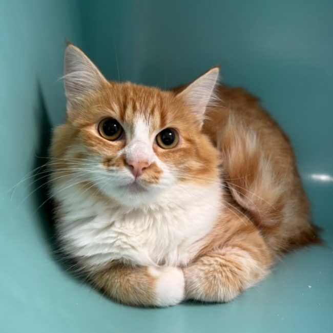 Roxy - Chat Européen à adopter