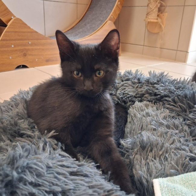 Minuit - Chat Européen à adopter