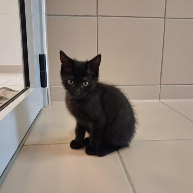 Nox - Chat Européen à adopter