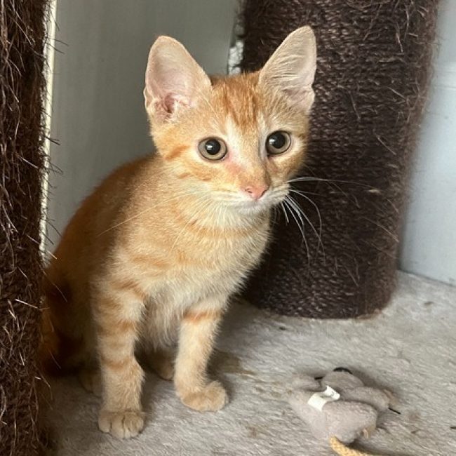 Tyson - Chat Européen à adopter