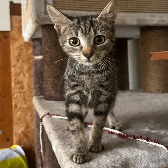 Tylia - Chat Européen à adopter