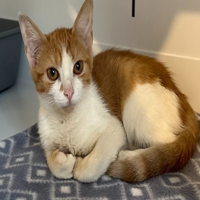 Solal - Chat Européen à adopter