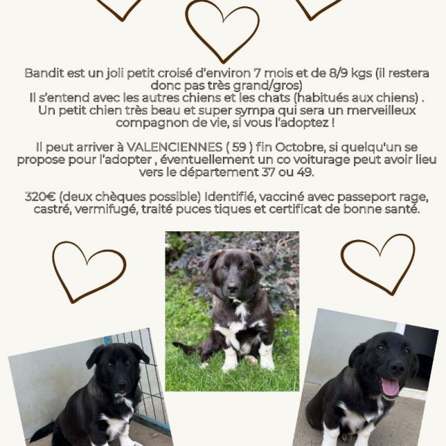 Bandit et Socks - A adopter séparément - Chien à adopter