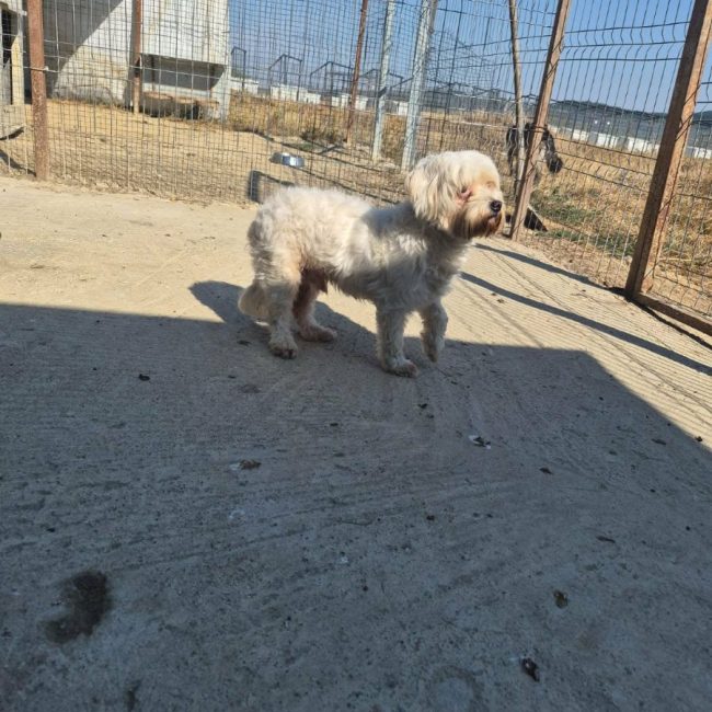 popi - Chien Bichon Havanais à adopter