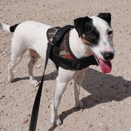 Ouspy - Chien à adopter