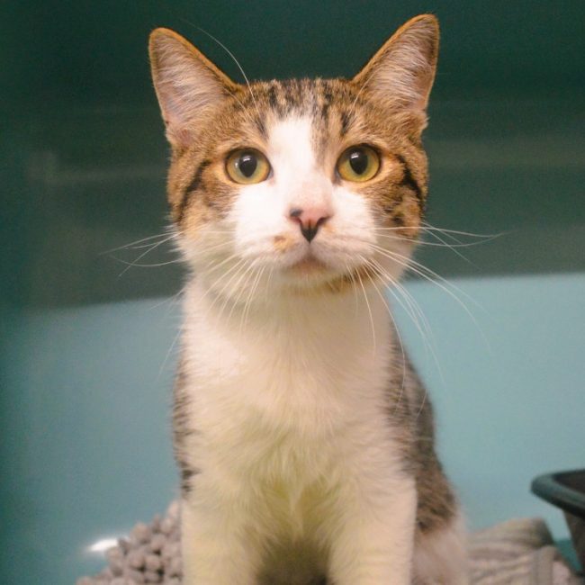 Tao - Chat Européen à adopter