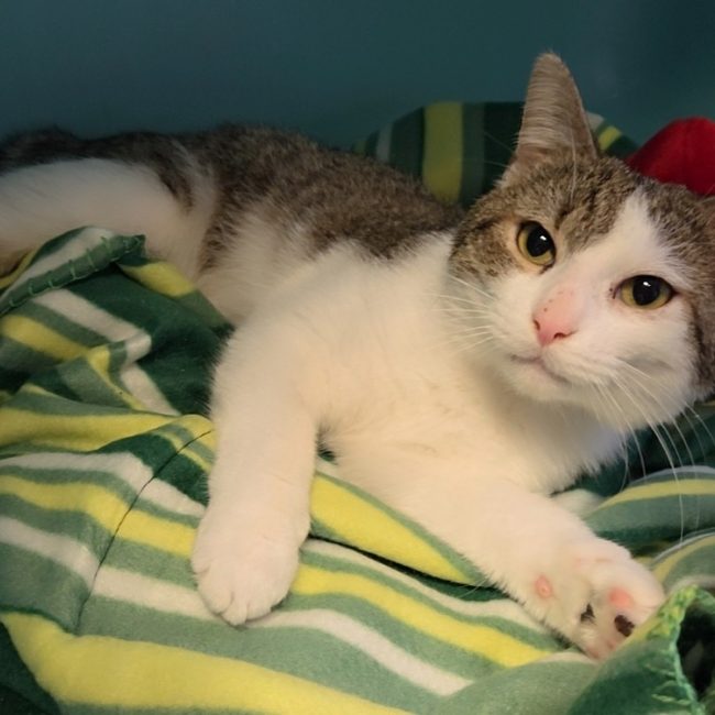 Norbert - Chat Européen à adopter