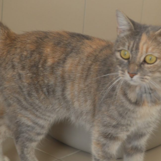 Suki