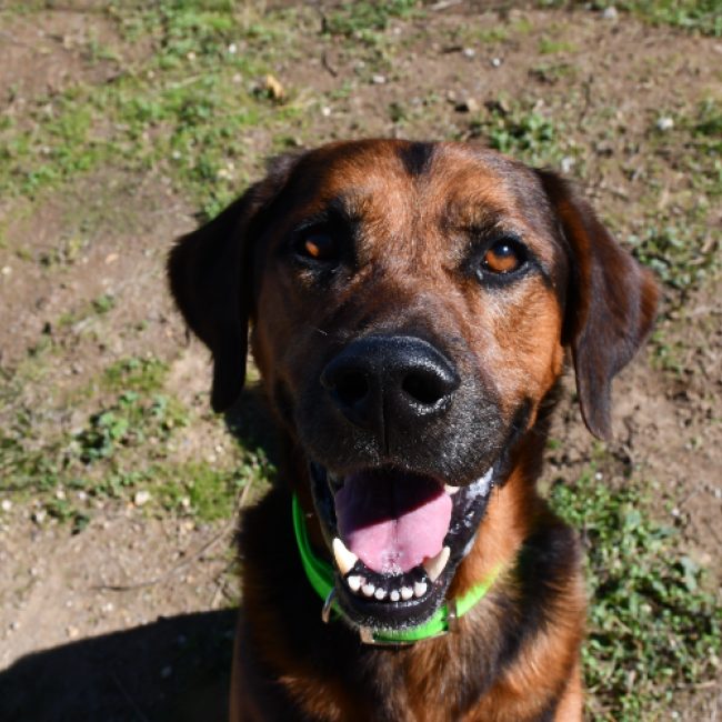 Django - Chien à adopter