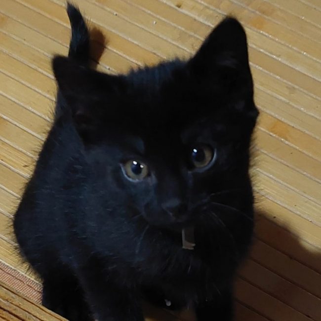 Mirabelle - Chat Européen à adopter