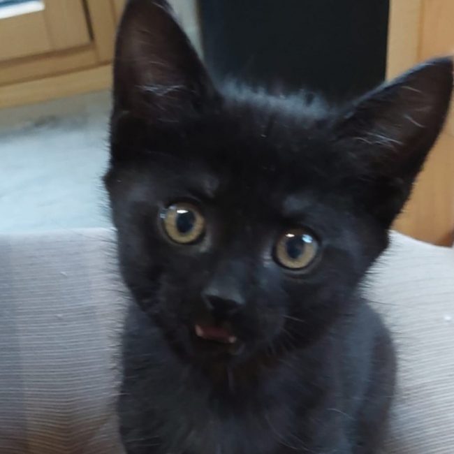 Cerise - Chat Européen à adopter