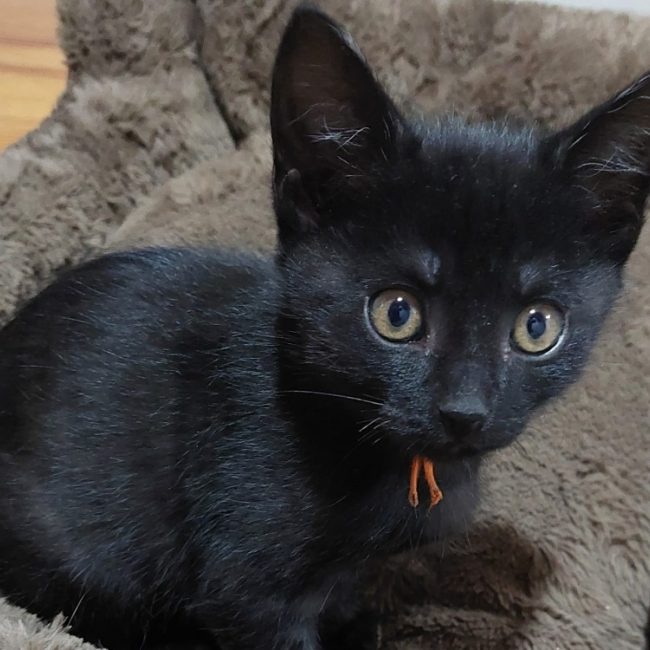 Abricot - Chat Européen à adopter