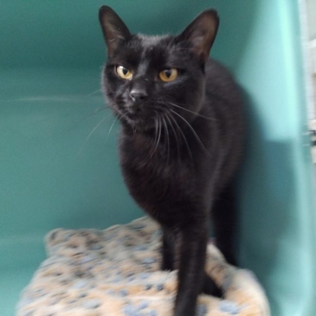 Lys - Chat Européen à adopter