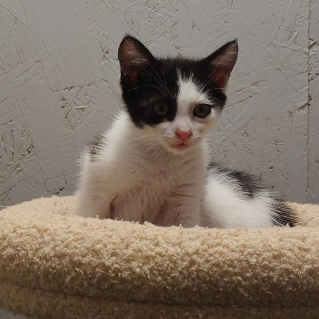 Callie - Chat Européen à adopter