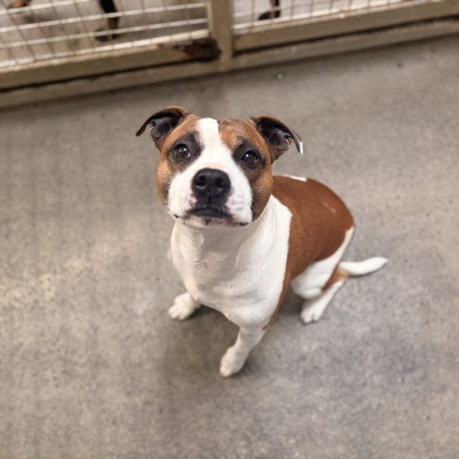 Mudir - Chien à adopter