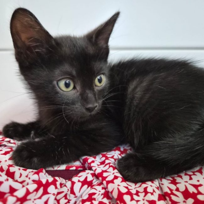 Bianca - Chat Européen à adopter