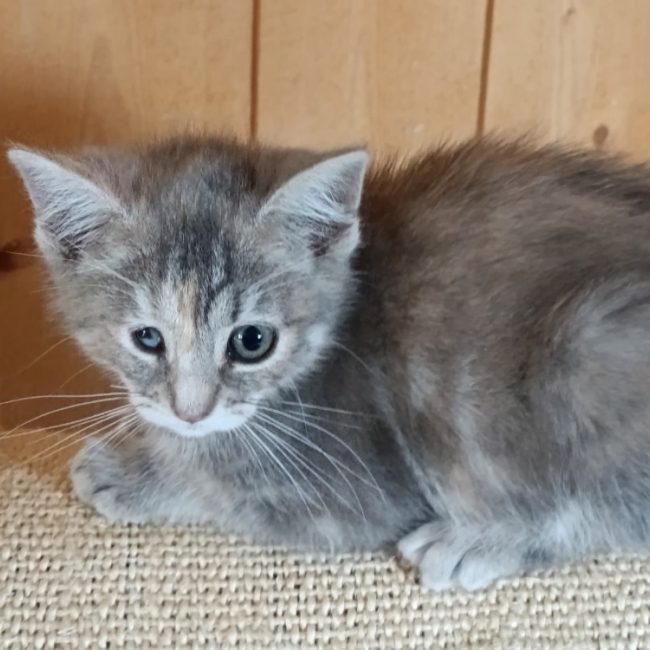 Kitty