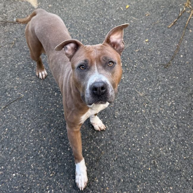 Corail - Chien Bouledogue Américain à adopter