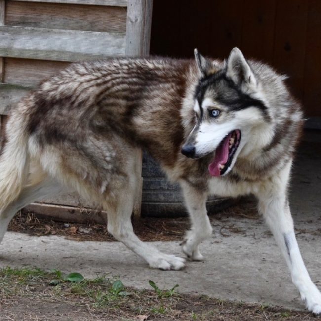 Jimmy - Chien Husky Sibérien à adopter