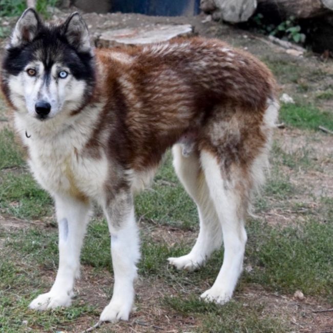 Jo - Chien Husky Sibérien à adopter